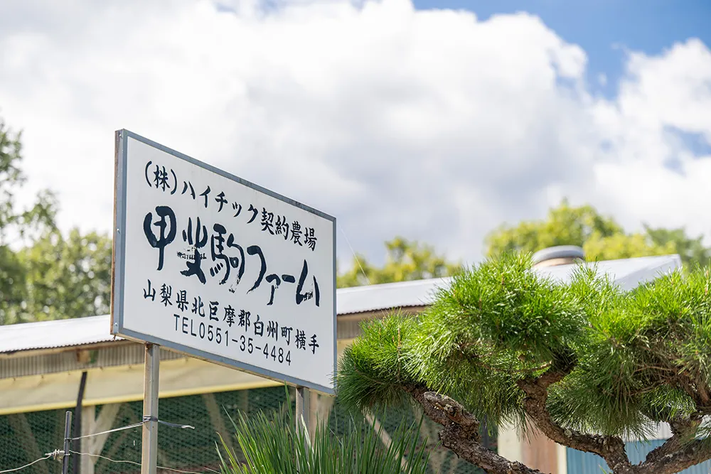 株式会社ハイチック たまご 鶏卵 卵 玉子 清里 明野 ワインたまご 山梨 甲斐市 甲府市 商品 自然 品質